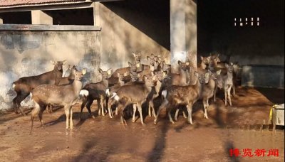 ​乡村振兴丨特色养殖有“钱”景 富农添了新“鹿”径