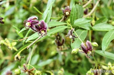 ​杠柳开花紫红色