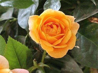 ​月季果汁阳台，为什么是新手入坑的第一个月季品种？