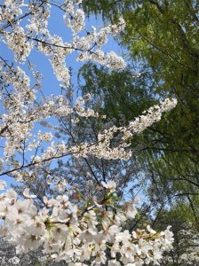 ​玉渊潭公园，AAAA级景区，位于北京海淀区