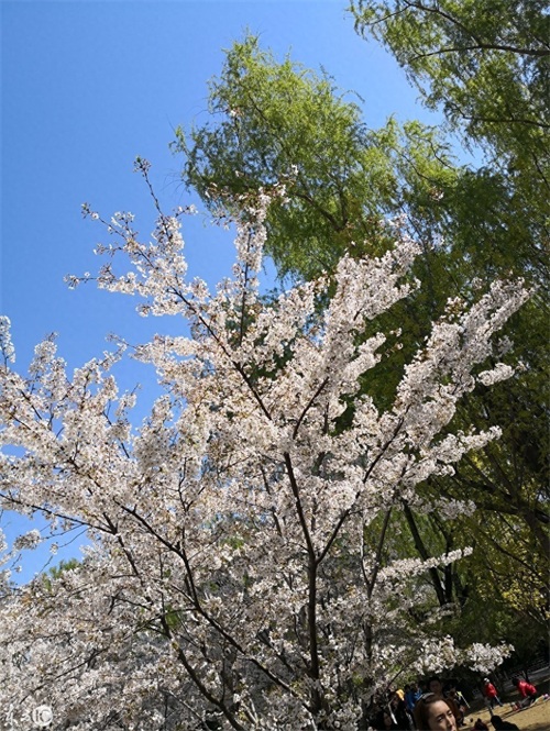 玉渊潭公园，AAAA级景区，位于北京海淀区