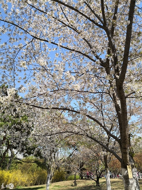 玉渊潭公园，AAAA级景区，位于北京海淀区