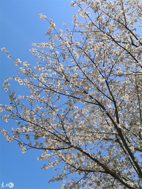 玉渊潭公园，AAAA级景区，位于北京海淀区