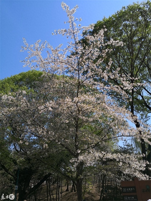 玉渊潭公园，AAAA级景区，位于北京海淀区