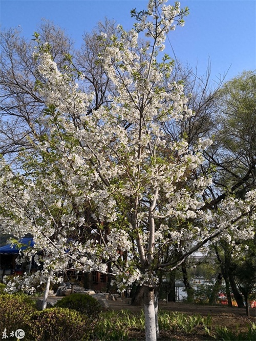 玉渊潭公园，AAAA级景区，位于北京海淀区