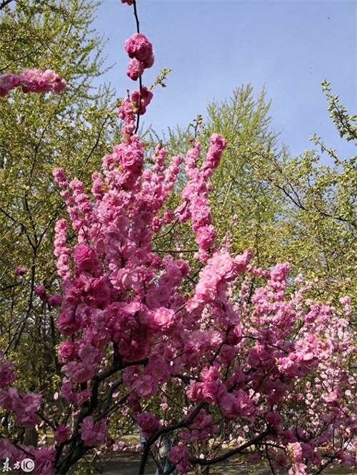 玉渊潭公园，AAAA级景区，位于北京海淀区