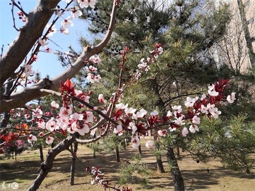 玉渊潭公园，AAAA级景区，位于北京海淀区