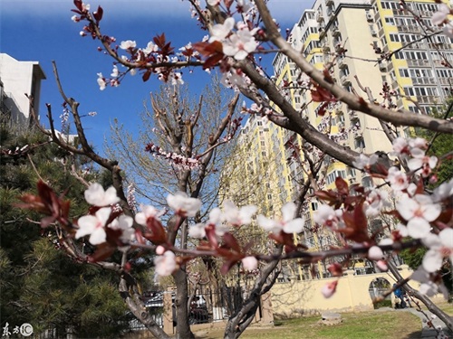 玉渊潭公园，AAAA级景区，位于北京海淀区