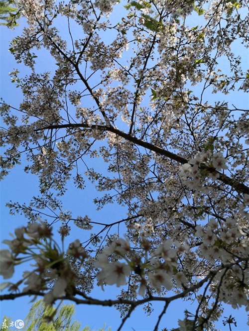 玉渊潭公园，AAAA级景区，位于北京海淀区