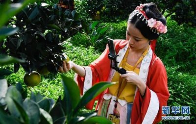 ​海南琼中：绿橙上市