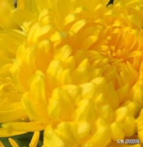 ​金丝皇菊和胎菊哪个好 _鼎团网