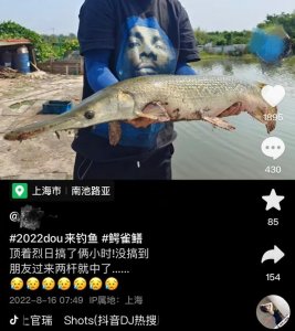 ​凶狠“怪鱼”出现在上海垂钓基地，责令不再饲养