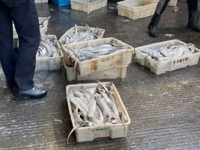 ​月初35元一斤的带鱼，这两天跌到9元！9月还有好消息……