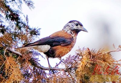 ​【图说庆阳】星鸦