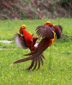 ​百鸟图（一百张）欣赏