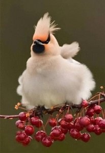 ​52种五彩斑斓的小鸟，奇特又美丽，进来看看你喜欢哪一种