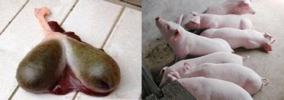 ​小小苦胆作用非常大，8个常见猪病一招解决，养猪也有趣
