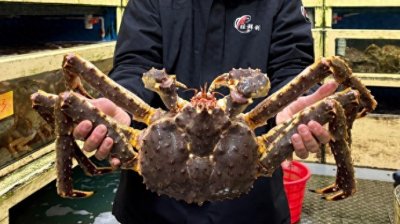 ​上海一南一北两个批发市场销售火爆，海鲜“硬货”和水果“顶流”受追捧