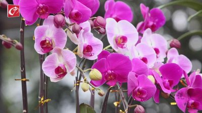 ​说吧：花城的前世今生