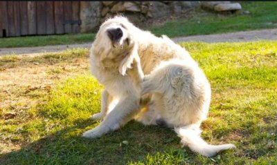 ​警惕！狗身体上起癣怎么办 狗狗有癣怎么去解决