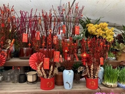 ​10大年宵花卉排行榜，喜庆又吉祥，春节年宵花你家安排了吗？