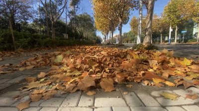 ​起风了，落叶扫还是不扫？亳州谯城区城管局环卫办回应