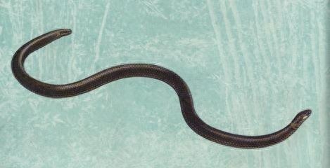 双头蛇竟是价值超高的无毒蛇？你信不信