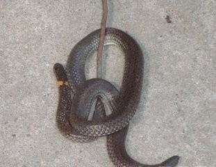 双头蛇竟是价值超高的无毒蛇？你信不信