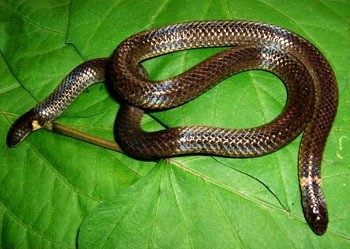 双头蛇竟是价值超高的无毒蛇？你信不信