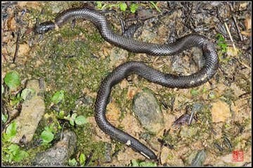 双头蛇竟是价值超高的无毒蛇？你信不信