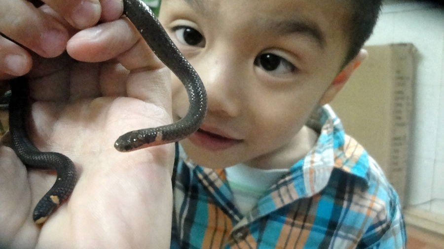 双头蛇竟是价值超高的无毒蛇？你信不信