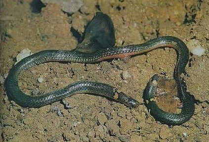 双头蛇竟是价值超高的无毒蛇？你信不信