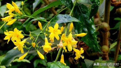 ​在农村3米内都会被感染毒液的植物：大茶药，具体来了解下吧！