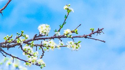 ​河源紫金李花盛放，绘就春日“繁星”图