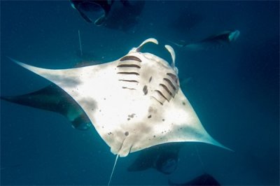 ​（外代一线）蝠鲼