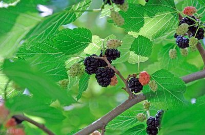 ​桑叶也能做菜吃吗？