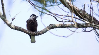 ​鸟言鸟语好鸟事