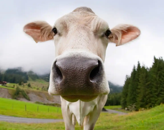 1762354245221786.png image.png