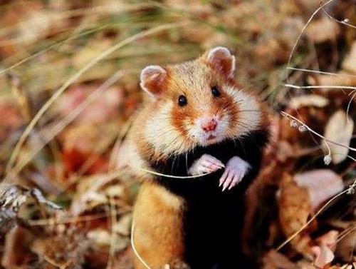 1762785859368787.jpeg 0a35d9e1c4ffd04c9cf01e372ded2457.jpeg