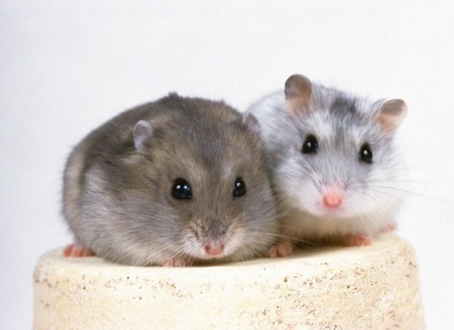 1762872143660966.jpeg 0dfd16c72f010d9177240e5af27d255f.jpeg