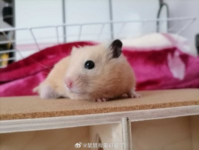 最准词语：“君句清如六出花，不修净业犹何待”最新诗句解析生肖是指什么生肖，解析最准确诗句谜底